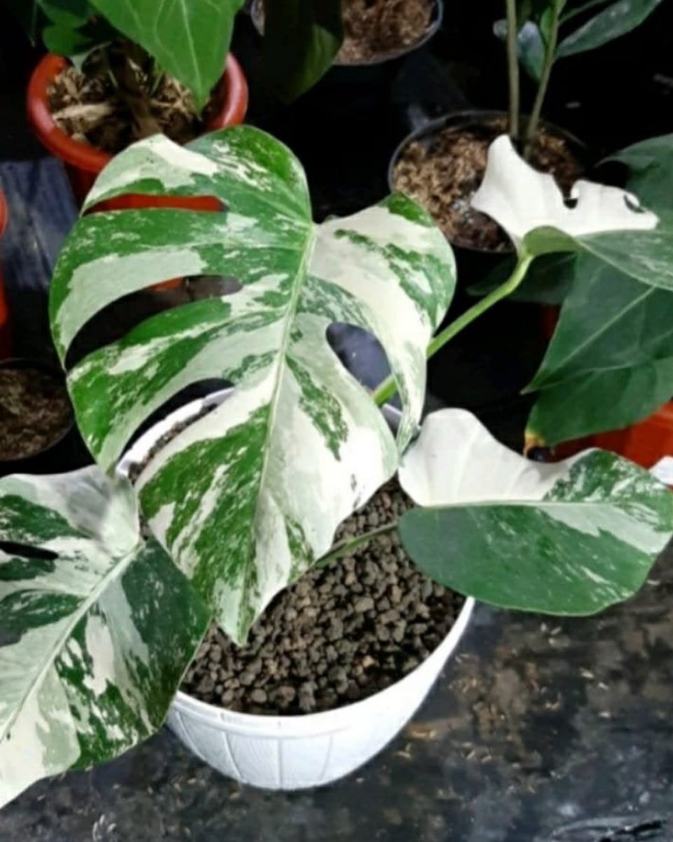 Lovely Roots PG Community Market